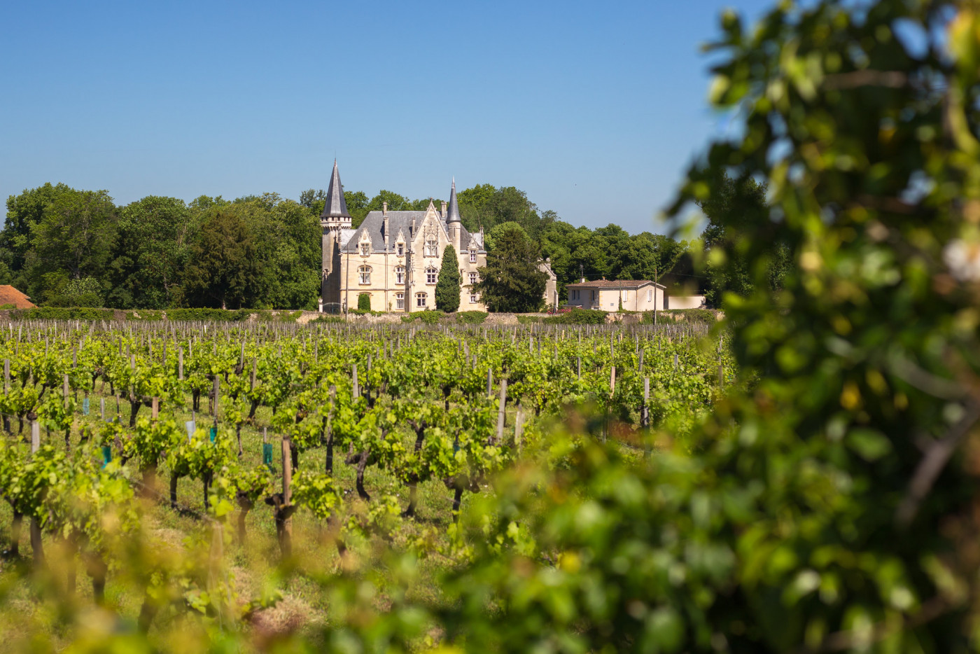 Vignoble de Blaye