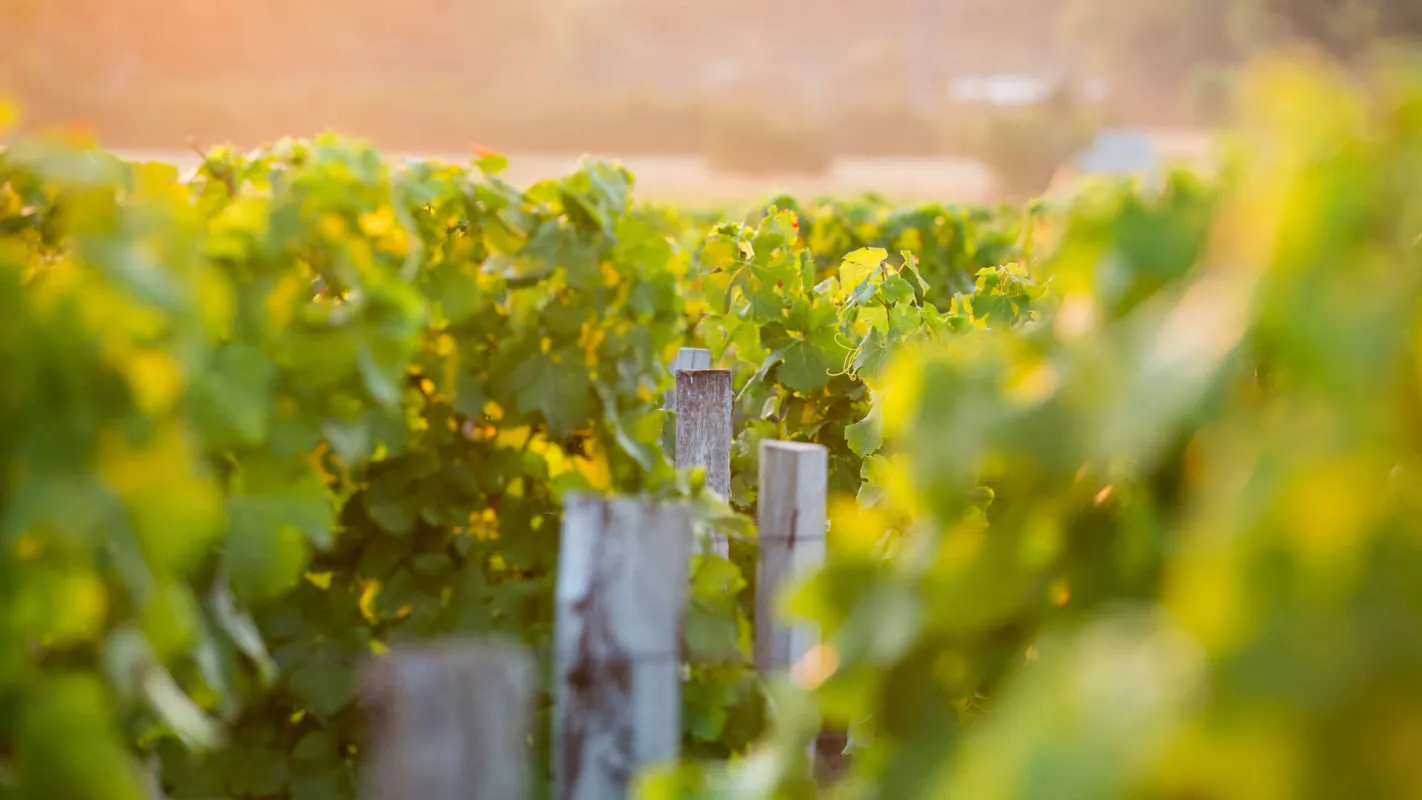 Saison d'Or - Mathieu Anglada - Château Latour-Martillac