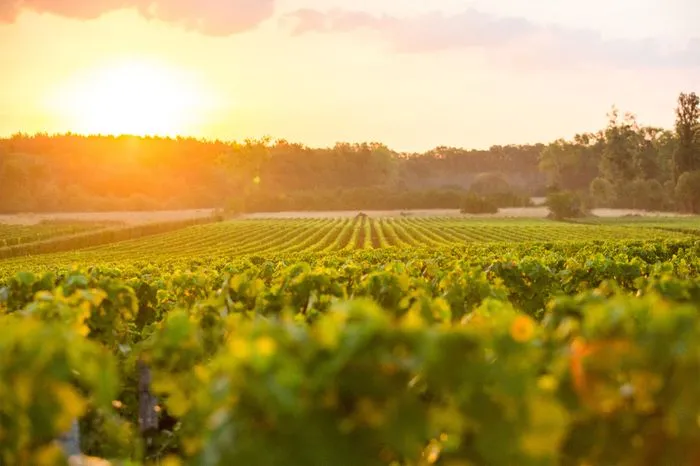 Viñedo de Pessac-Léognan al atardecer con filas de vides verdes y bosque al fondo