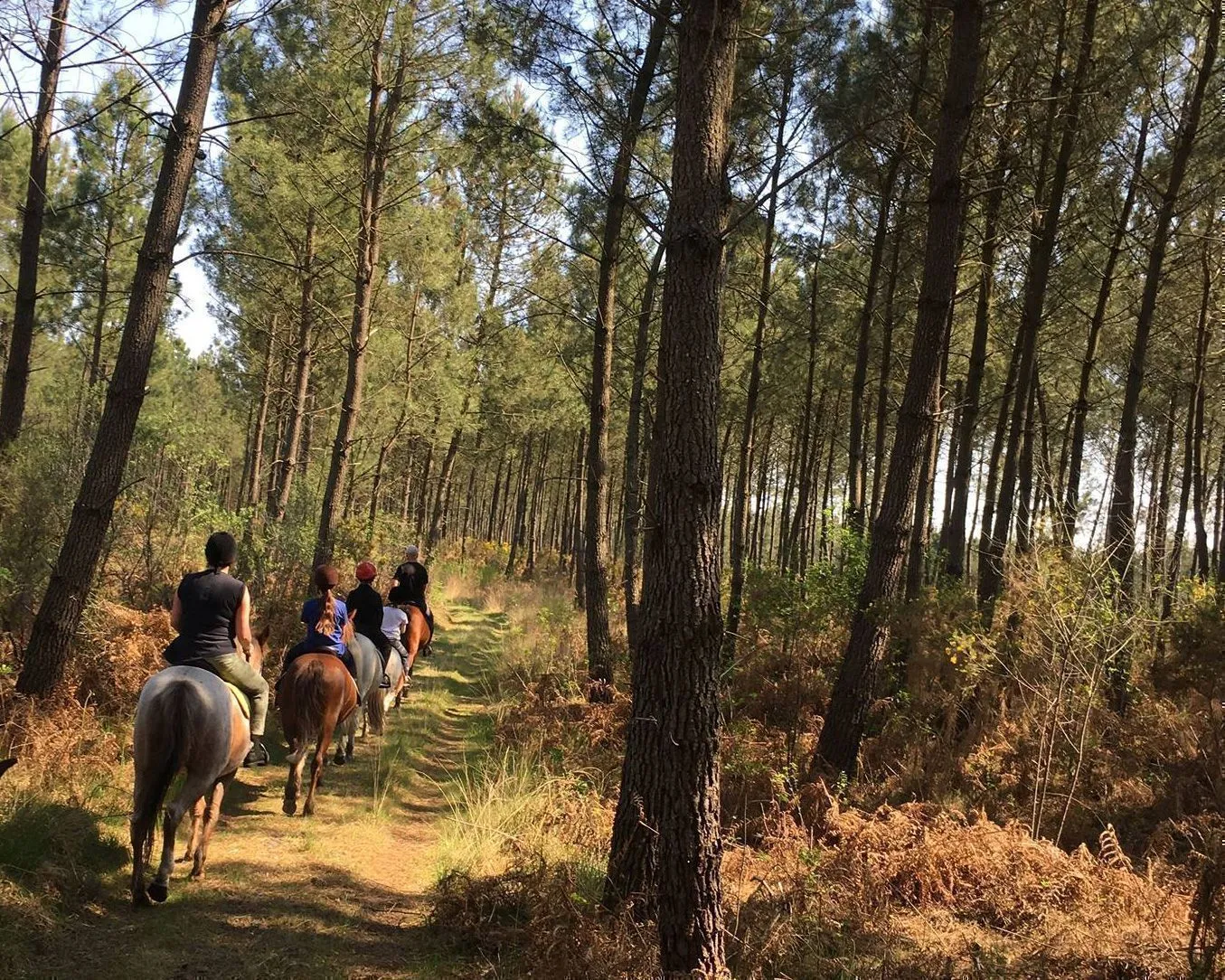 paseo a caballo Burdeos