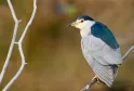 Martinete perchado en una rama blanca, plumaje azul grisáceo y blanco, cabeza blanca con capirote azul oscuro y ojo rojo, fotografiado en la Reserva Ornitológica del Teich cerca de Burdeos