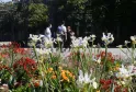 Jardín floreciente en el Parc Bordelais con iris blancos, dalias rojas y naranjas, y flores rosas en primer plano, con visitantes y una verja ornamental de fondo.