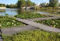 Estanque del jardín botánico de Burdeos Bastida con nenúfares blancos y rosas cultivados en contenedores, frente al río Garona