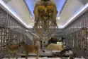 Galería del Museo de Burdeos que muestra esqueletos de mamíferos prehistóricos incluyendo un cráneo gigante suspendido, leones, un camello y otras especies extintas en vitrinas.