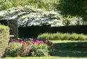 Jardín diseñado de la Reserva Ecológica de los Barails en Burdeos con peonías rosas en primer plano, setos de boj recortados, banco de madera y árboles con flores blancas de fondo.