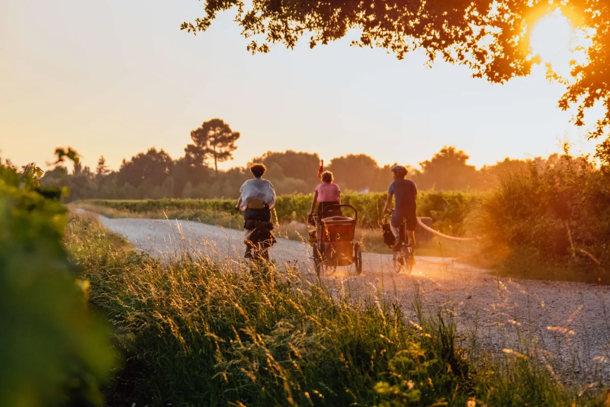 Coucher de soleil dans les vignes Coucher de soleil dans les vignes